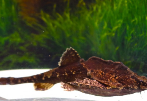 Bunocephalus Verrucosus L