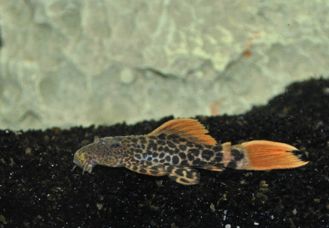 L600 Pseudacanthicus Leopardus  Xl