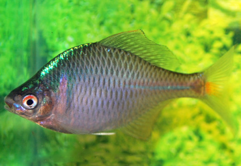 Rhodeus Ocellatus S