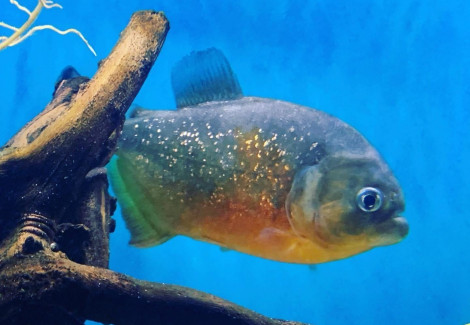 Pygocentrus Piraya L