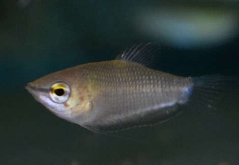 Sphaerichthys Acrostoma M