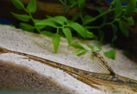 Sturisomatichthys Aureus M
