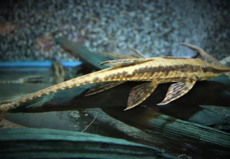 Sturisoma Robustum S/M