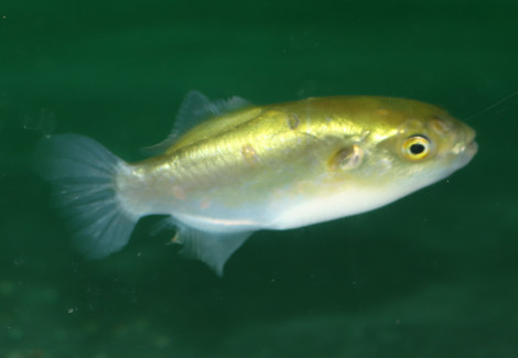 Auriglobus Modestus M