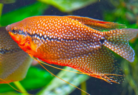 Trichopodus Leeri Male L