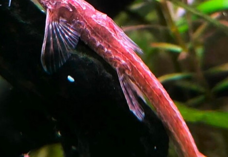 Belonoglanis Sp. Makoua M