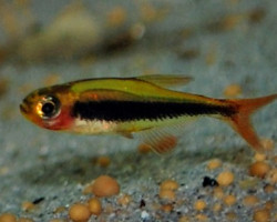 Tucanoichthys Tucano M