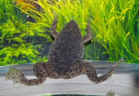 Potamalpheops Sp. Purple Zebra S