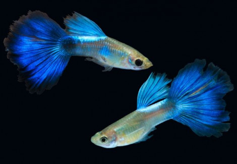 Guppy Blue Parrot Maschio M