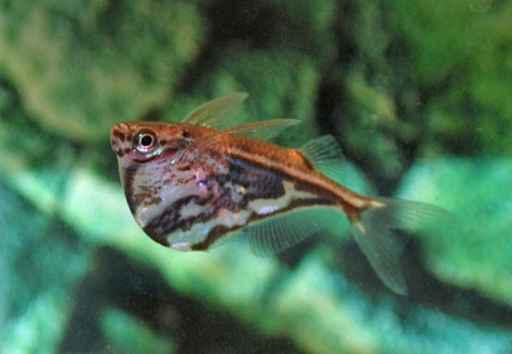 Carnegiella Strigata Fasciata M/L