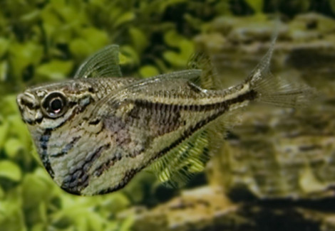 Carnegiella Strigata Strigata L