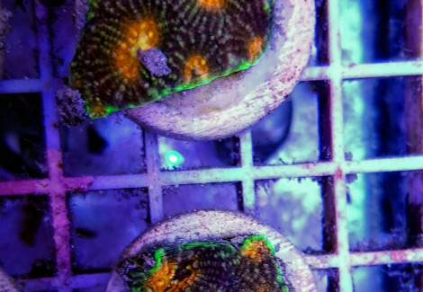 Acanthastrea Echinata (Premium) (Frag) M
