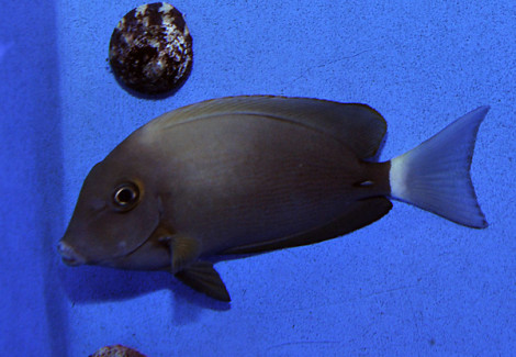 Acanthurus Blochii M