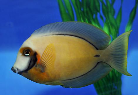 Acanthurus Pyroferus M