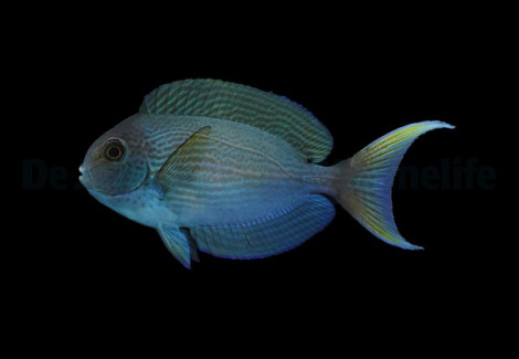 Acanthurus Thompsoni S