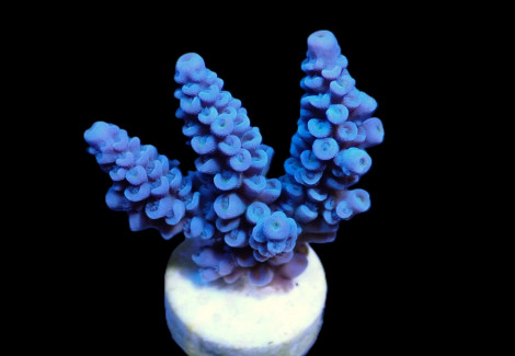 Acropora Bifaria (Blue) (Frag) M
