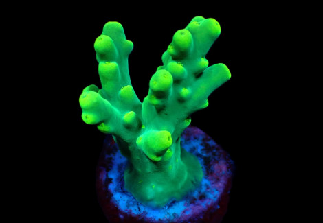 Acropora Caroliniana (Frag) M