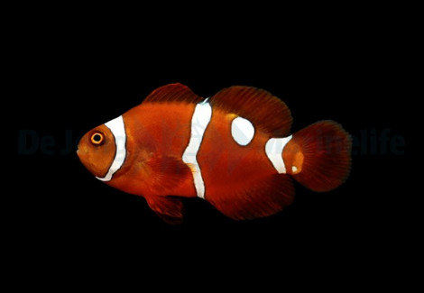 Amphiprion Epigrammata (Snowdrop) - Djm Allevato Europa M