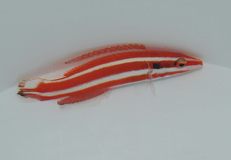 Bodianus Opercularis Ml