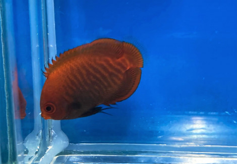 Centropyge Aurantia - Allevato Europa M