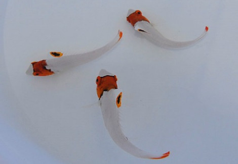 Cetoscarus Bicolor S