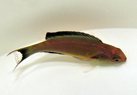 Cirrhilabrus Brunneus (Maschio) Ml