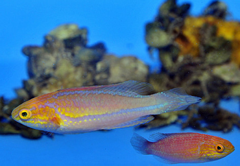 Cirrhilabrus Isosceles (Coppia)