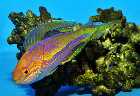 Cirrhilabrus Isosceles (Maschio) Ml