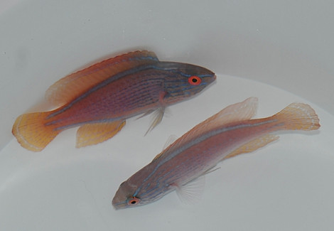 Cirrhilabrus Lineatus L