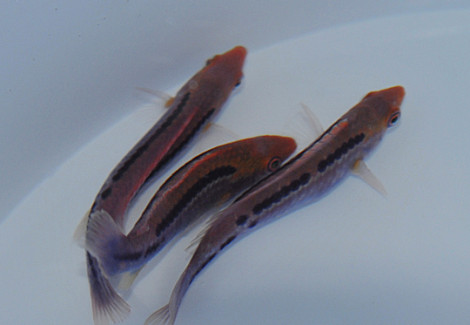 Cirrhilabrus Lubbocki M