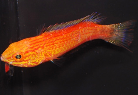 Cirrhilabrus Lunatus (Femmina) S