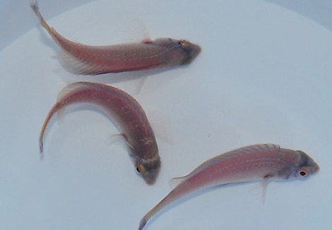 Cirrhilabrus Pylei M