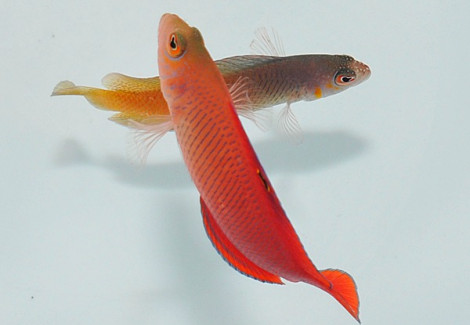 Cypho Purpurascens (Male) M