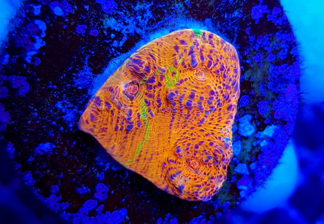 Echinophyllia Spp. Master Grade (Frag) M