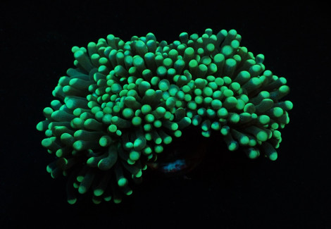 Euphyllia Cristata (Green) (Premium) (P/H) Xs