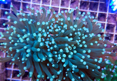 Euphyllia Cristata (Green) (Ultra) M