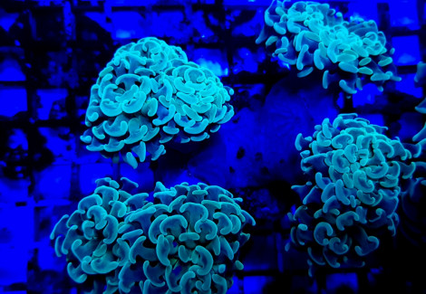 Euphyllia Paraancora (Green) S