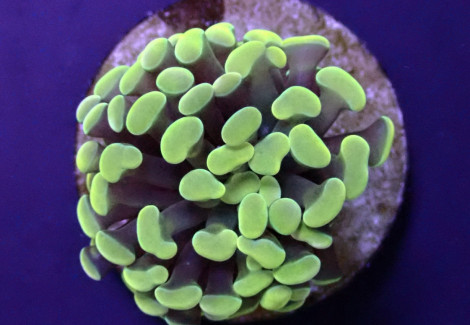 Euphyllia Paraancora (Yellow-Gold) (P/H) Xs