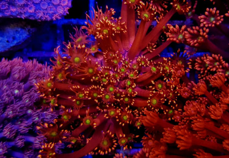 Goniopora Spp. Red Yellow/Green Center (Frag) M