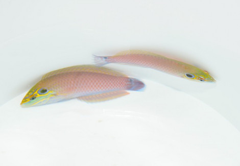 Halichoeres Melasmapomus M