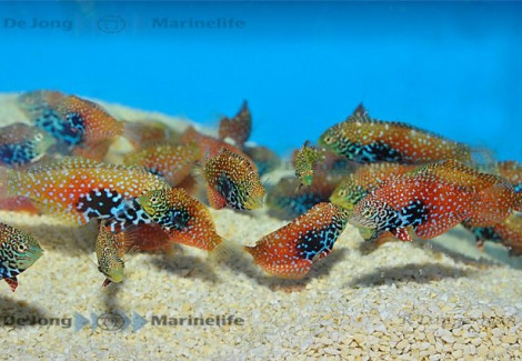 Macropharyngodon Bipartitus (Femmina) M