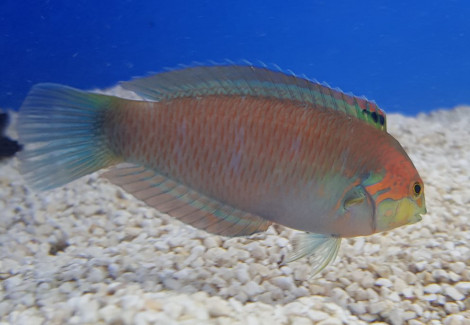 Macropharyngodon Moyeri M
