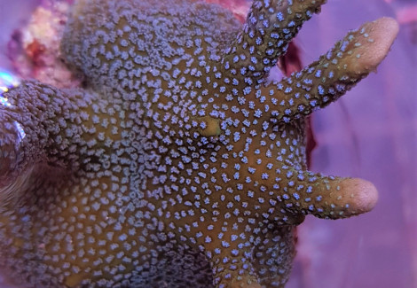 Montipora Spp. (Branched Blue Polyp) (Frag) M