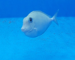 Naso Annulatus Ml