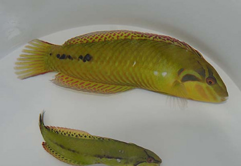 Novaculichthys Macrolepidotus M