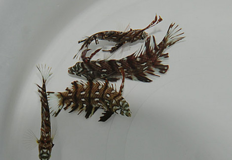 Novaculichthys Taeniourus M
