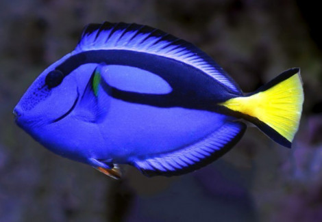 Paracanthurus Hepatus M