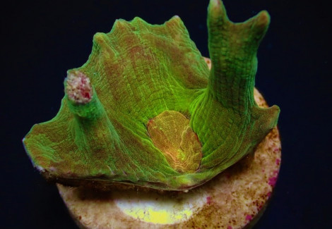 Pectinia Spp. (Orange Center) (Frag) M
