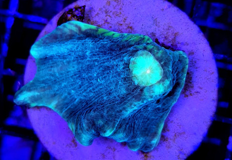 Pectinia Spp. Green Center (Frag) M