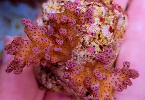Pocillopora Damicornis Pink (Frag) M